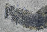 Permian Fish (Palaeoniscus) #23221-2